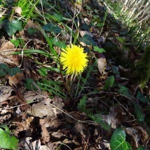 Photographie n°2439437 du taxon Taraxacum officinale F.H.Wigg. [1780]