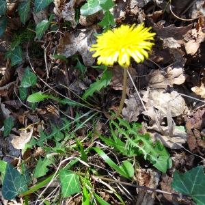 Photographie n°2439439 du taxon Taraxacum officinale F.H.Wigg. [1780]