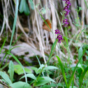 Photographie n°2439456 du taxon Epipactis atrorubens (Hoffm.) Besser