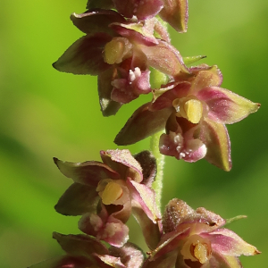 Photographie n°2439458 du taxon Epipactis atrorubens (Hoffm.) Besser