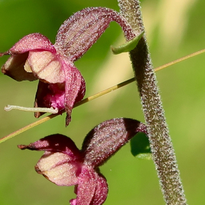 Photographie n°2439459 du taxon Epipactis atrorubens (Hoffm.) Besser