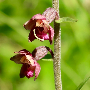 Photographie n°2439460 du taxon Epipactis atrorubens (Hoffm.) Besser