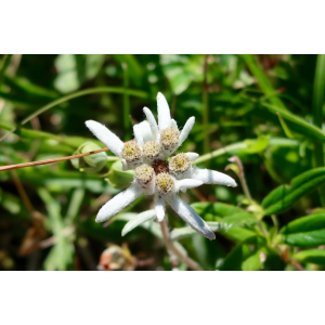 Leontopodium nivale (Ten.) Huet ex Hand.-Mazz. subsp. nivale