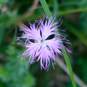 Photographie n°2439469 du taxon Dianthus hyssopifolius L.