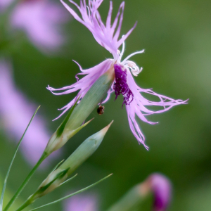 Photographie n°2439471 du taxon Dianthus hyssopifolius L.