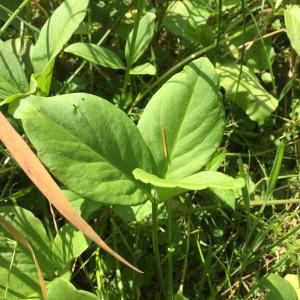 Photographie n°2439492 du taxon Menyanthes trifoliata L. [1753]