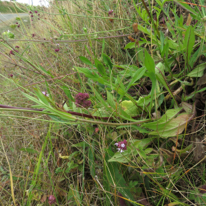 Photographie n°2439499 du taxon Knautia arvensis (L.) Coult.