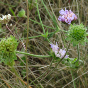 Photographie n°2439500 du taxon Knautia arvensis (L.) Coult.