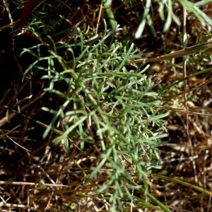 Photographie n°2439516 du taxon Jacobaea adonidifolia (Loisel.) Pelser & Veldkamp [2006]