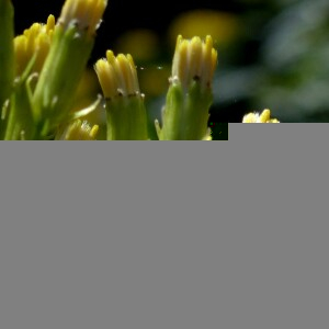 Photographie n°2439526 du taxon Senecio ovatus subsp. alpestris (Gaudin) Herborg [1987]