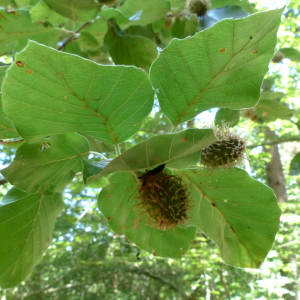 Photographie n°2439558 du taxon Fagus sylvatica L. [1753]