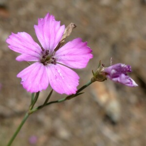 Photographie n°2439565 du taxon Dianthus graniticus Jord. [1849]