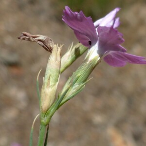 Photographie n°2439566 du taxon Dianthus graniticus Jord. [1849]