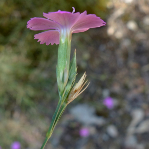 Photographie n°2439568 du taxon Dianthus graniticus Jord. [1849]