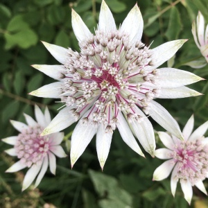 Photographie n°2439597 du taxon Astrantia major L. [1753]