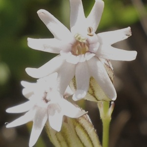 Photographie n°2439604 du taxon Silene ciliata Pourr. [1788]