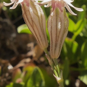 Photographie n°2439606 du taxon Silene ciliata Pourr. [1788]