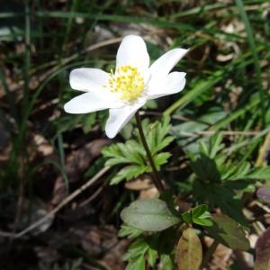 Photographie n°2439613 du taxon Anemone nemorosa L. [1753]