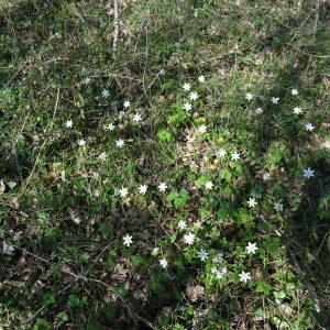 Photographie n°2439614 du taxon Anemone nemorosa L. [1753]