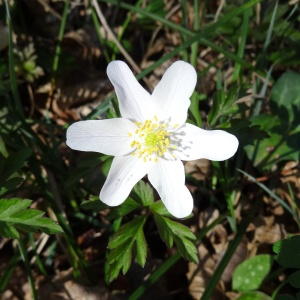 Photographie n°2439616 du taxon Anemone nemorosa L. [1753]