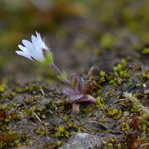 Photographie n°2439629 du taxon Cerastium pumilum Curtis [1777]