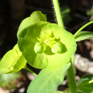 Photographie n°2439630 du taxon Euphorbia amygdaloides L.