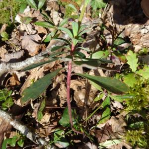 Photographie n°2439632 du taxon Euphorbia amygdaloides L.