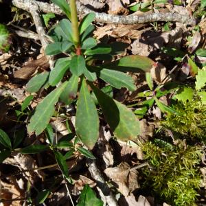 Photographie n°2439634 du taxon Euphorbia amygdaloides L.