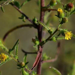 Dittrichia graveolens (L.) Greuter (Inule fétide)