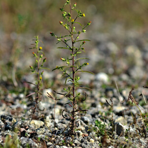 Photographie n°2439637 du taxon Dittrichia graveolens (L.) Greuter [1973]