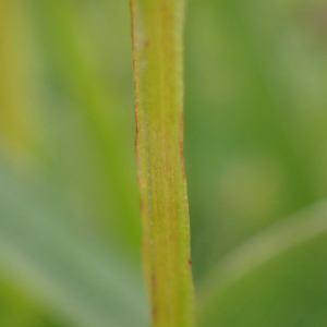 Photographie n°2439670 du taxon Hypericum tetrapterum Fr.