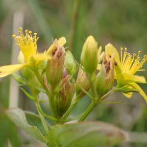 Photographie n°2439676 du taxon Hypericum tetrapterum Fr.