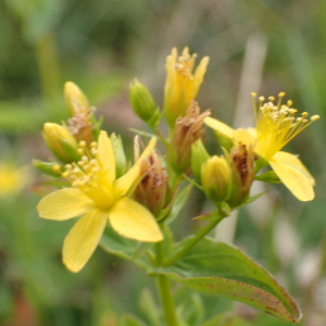 Photographie n°2439679 du taxon Hypericum tetrapterum Fr.