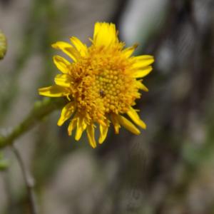 Photographie n°2439702 du taxon Limbarda crithmoides (L.) Dumort.