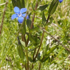  - Gentiana nivalis L. [1753]