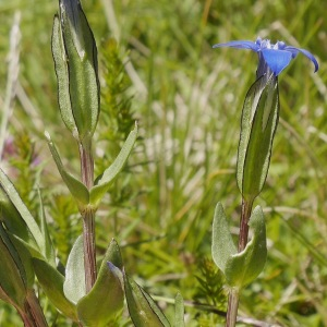  - Gentiana nivalis L. [1753]