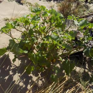 Photographie n°2439706 du taxon Xanthium orientale subsp. italicum (Moretti) Greuter