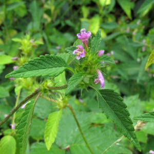 Photographie n°2439708 du taxon Galeopsis tetrahit L.