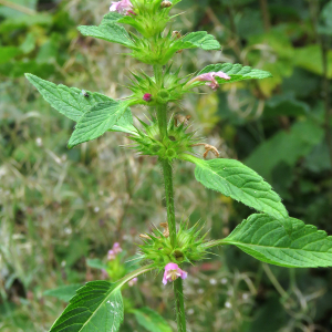 Photographie n°2439709 du taxon Galeopsis tetrahit L.