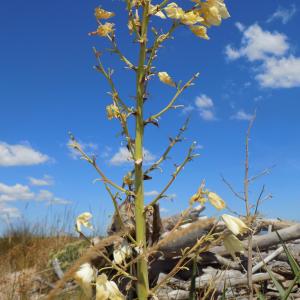 Photographie n°2439755 du taxon Yucca gloriosa L.