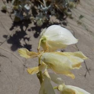 Photographie n°2439757 du taxon Yucca gloriosa L.