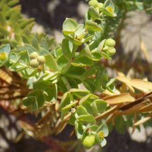 Photographie n°2439776 du taxon Euphorbia paralias L.