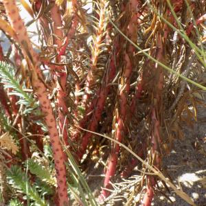 Photographie n°2439777 du taxon Euphorbia paralias L.