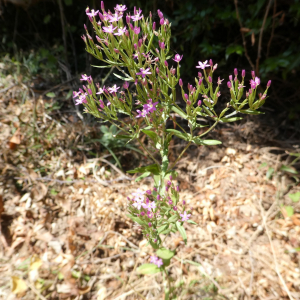 Photographie n°2439823 du taxon Centaurium erythraea Rafn [1800]