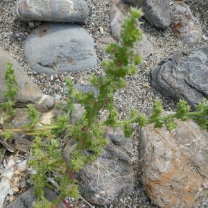 Photographie n°2439849 du taxon Salsola kali L. [1753]