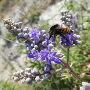 Photographie n°2439856 du taxon Vitex agnus-castus L. [1753]