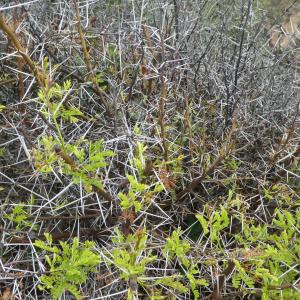  - Acacia karroo Hayne [1827]