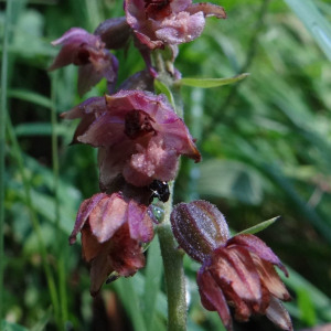 Photographie n°2439984 du taxon Epipactis atrorubens (Hoffm.) Besser