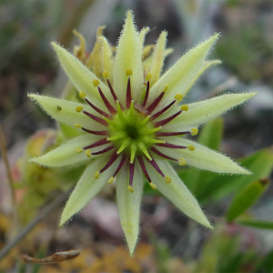  - Sempervivum grandiflorum Haw.