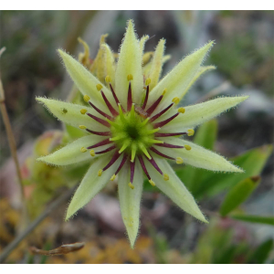 Sempervivum grandiflorum Haw.